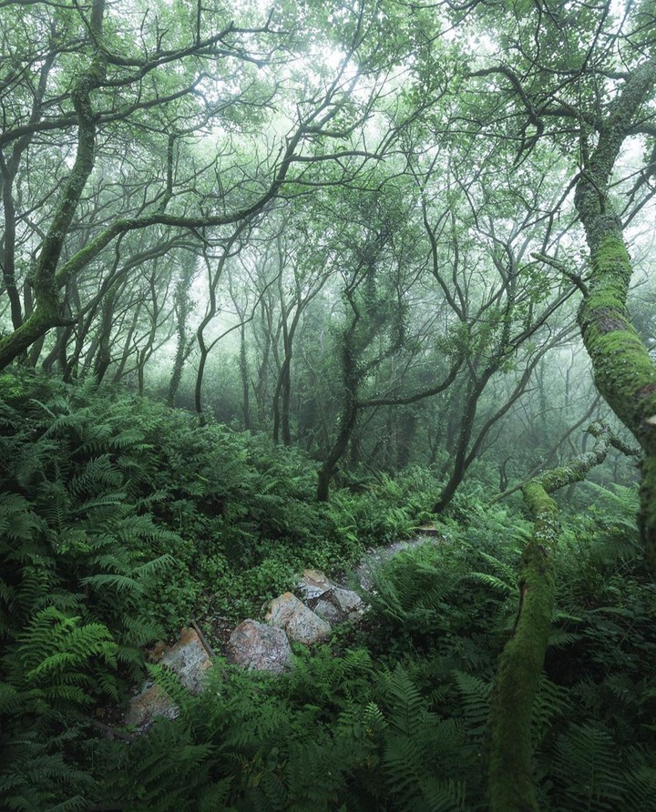 Forest Life