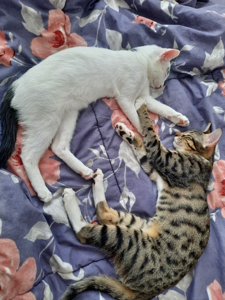 our cats?