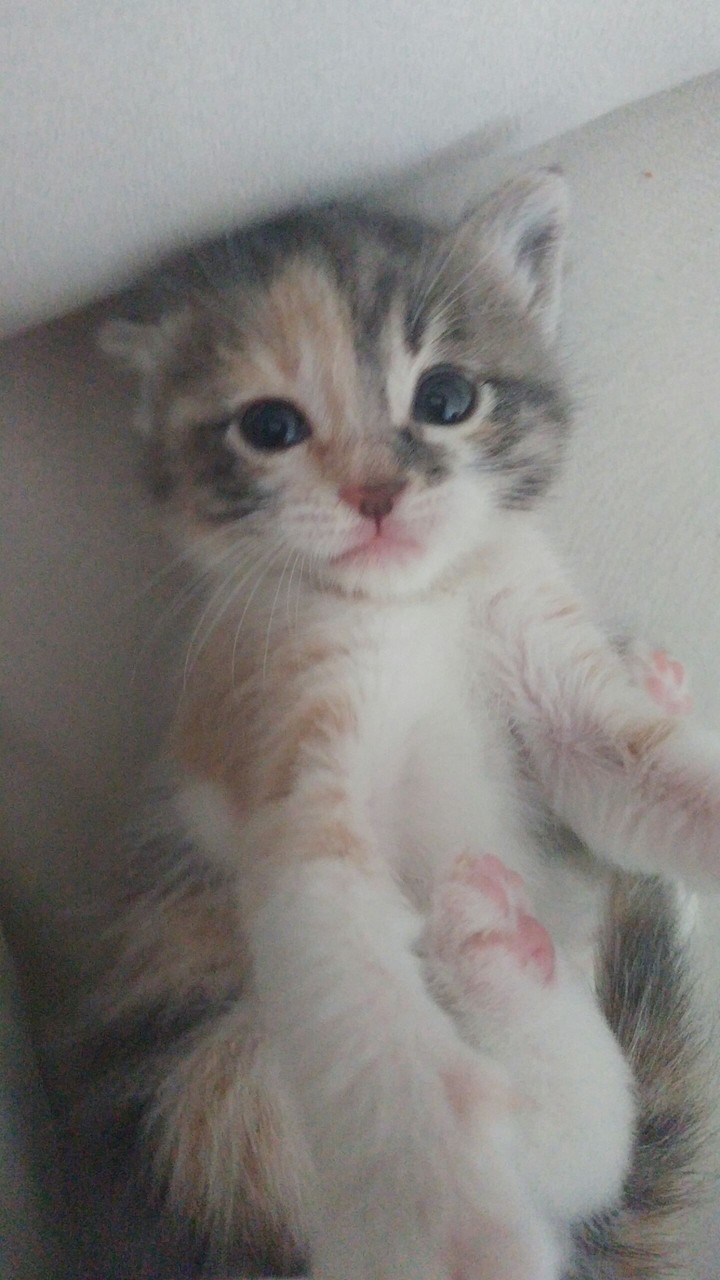 my cat