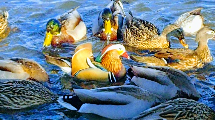ducks in water