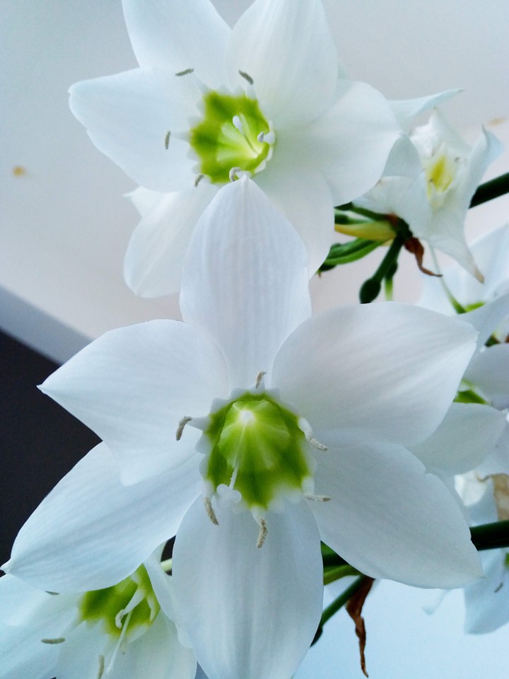 Flor Branca