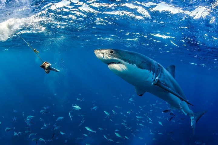 shark
