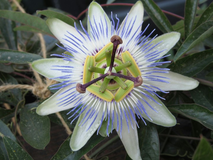 Paciflora