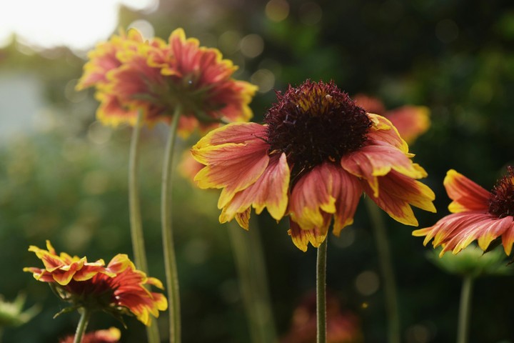 flowers