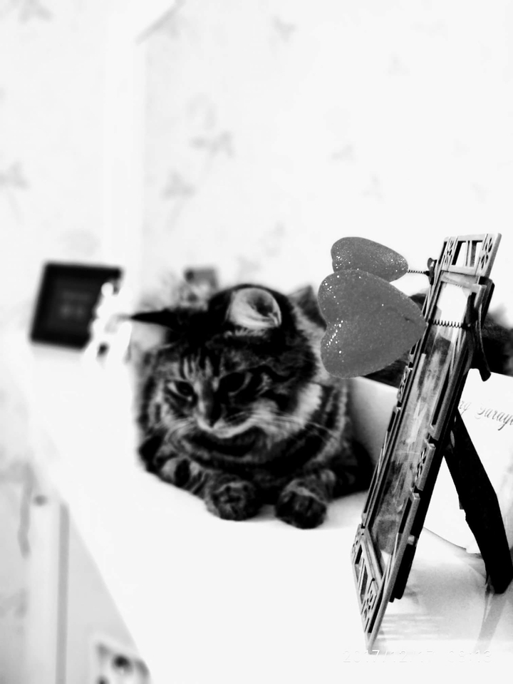 #black&white, #cat, #sweetdreams, #love