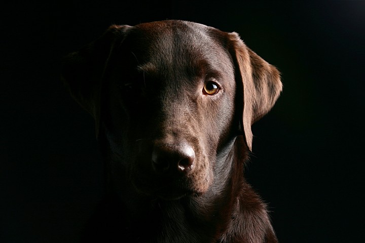 dog in twilight