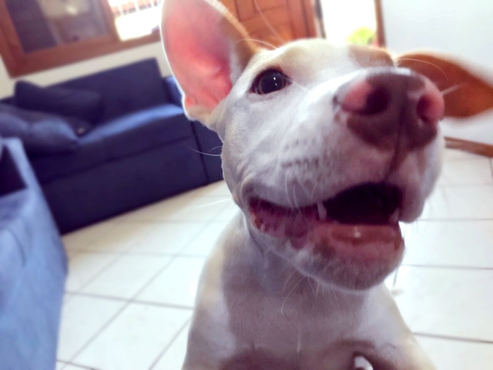 pipoca