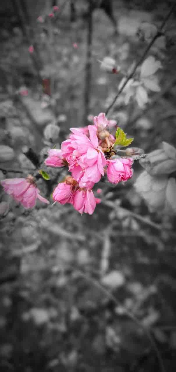 #spring #cherry