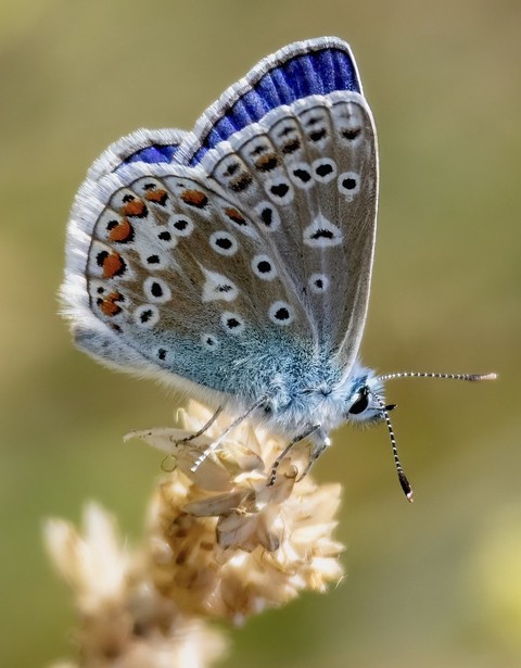 polyommatus, plebejus壁纸