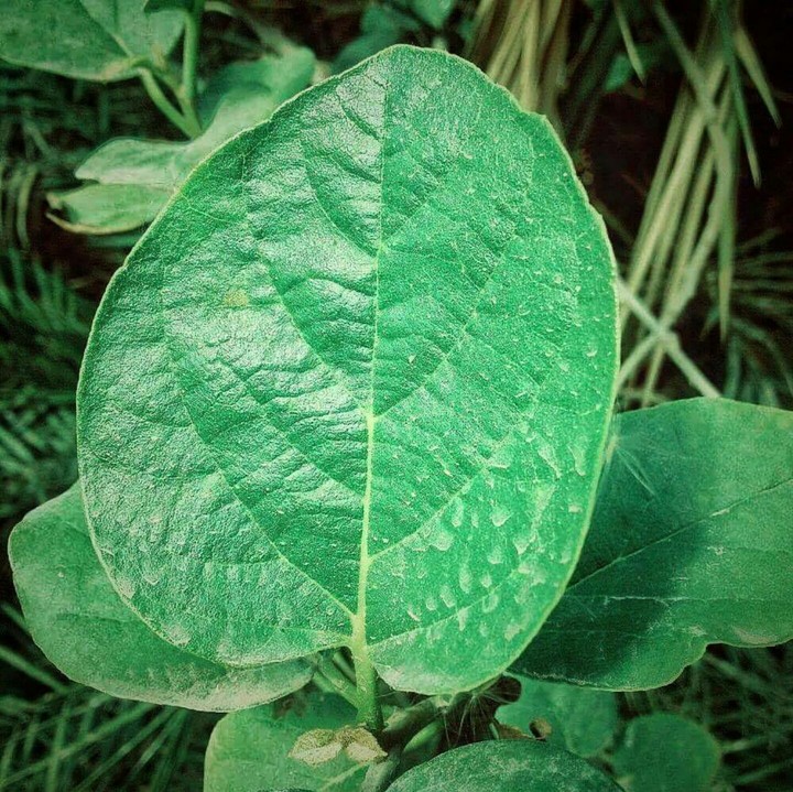 Green leave