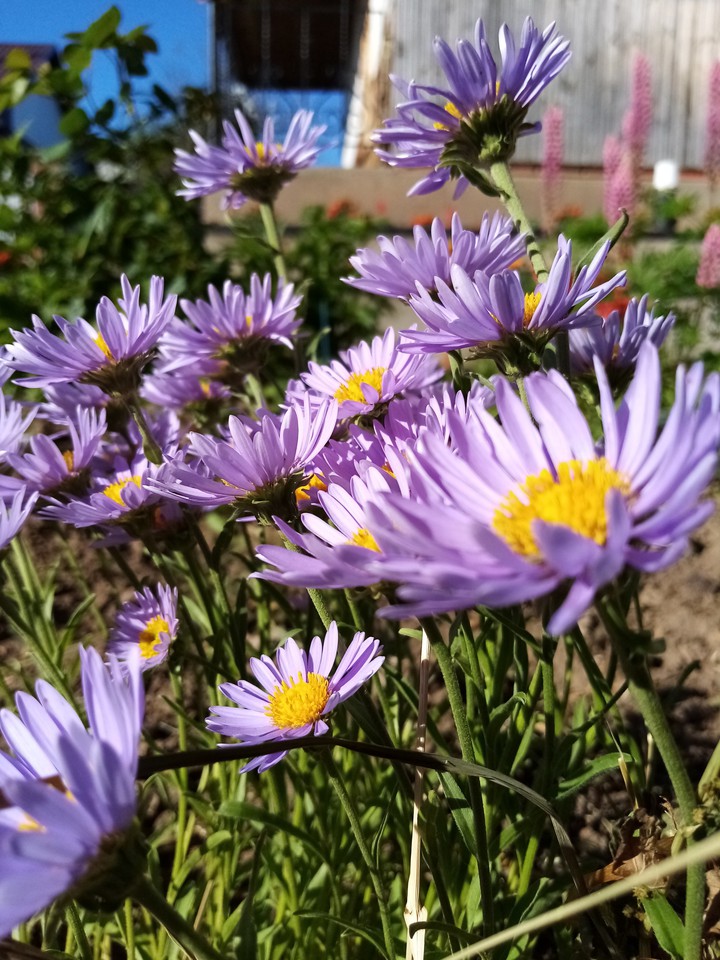 Flowers, цветы