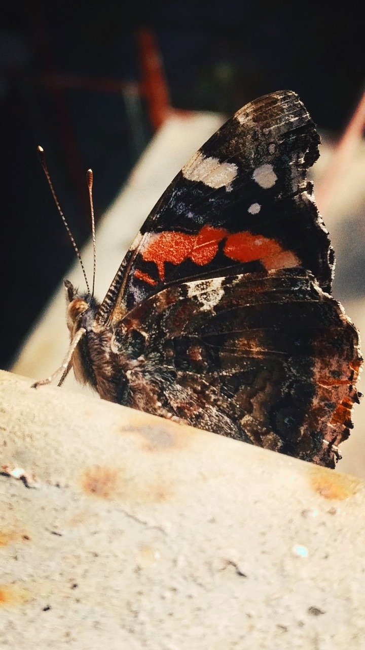 Butterfly in the concrete jungle