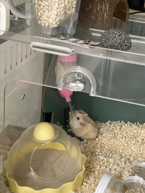 murids, Rat वॉलपेपर