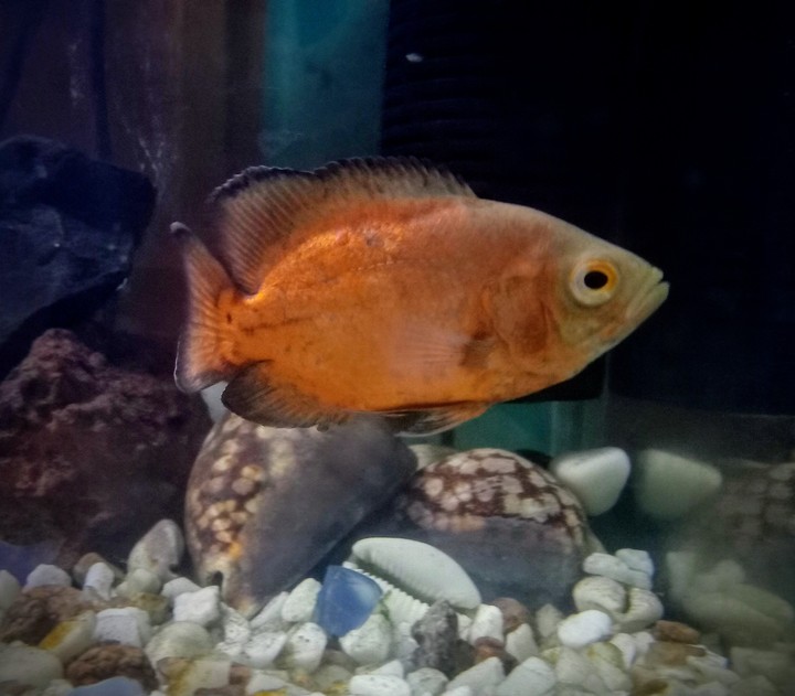 Mango Oscar