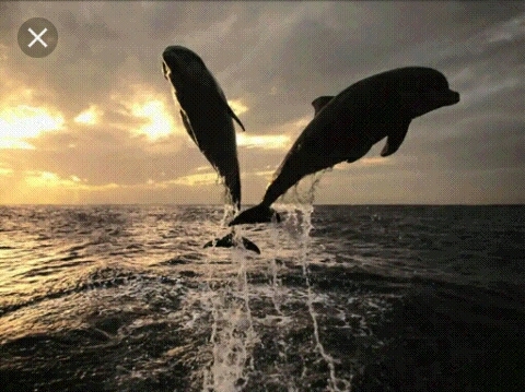 Dolfins