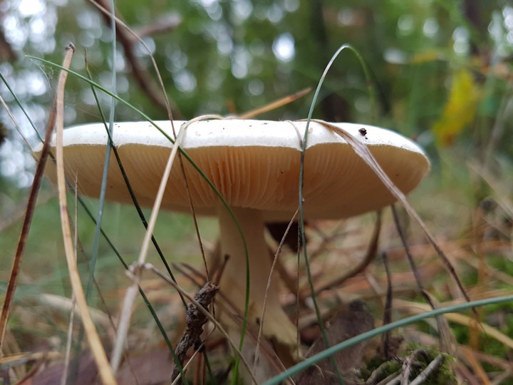 Mushroom