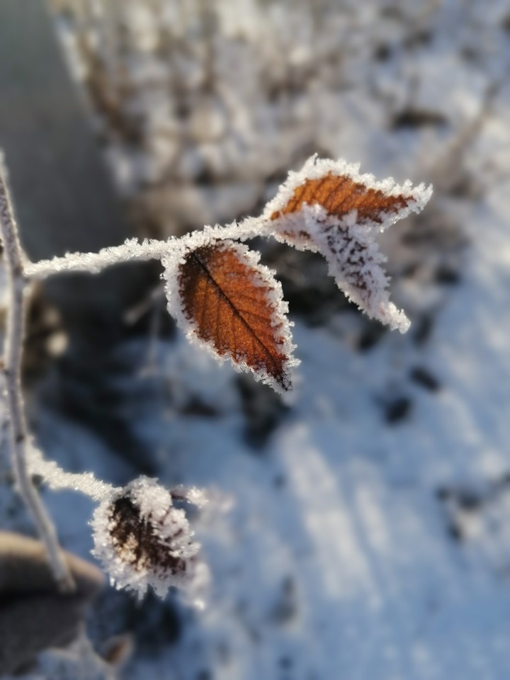 snow