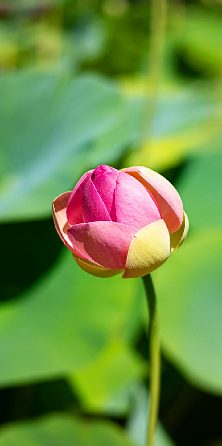 Lotus