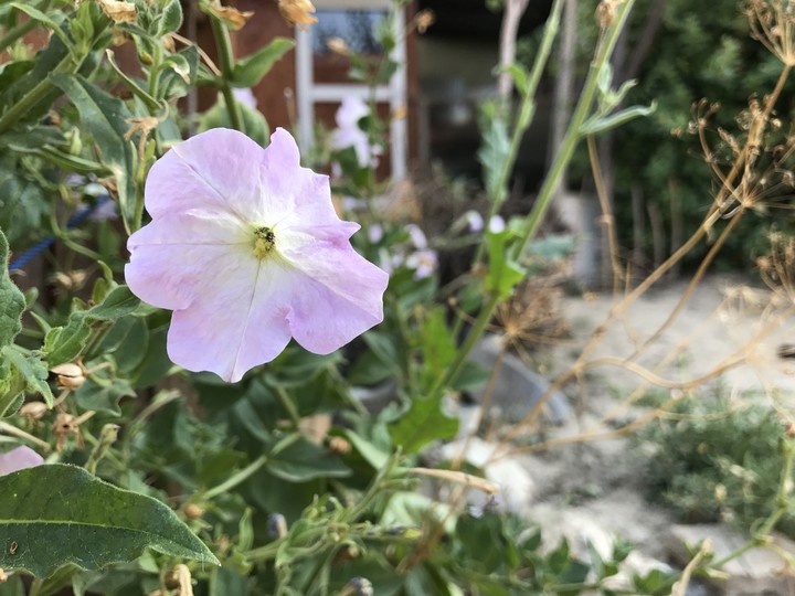 small flower from the garden