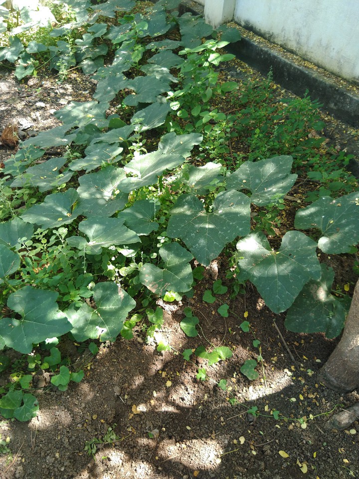 green leaf
