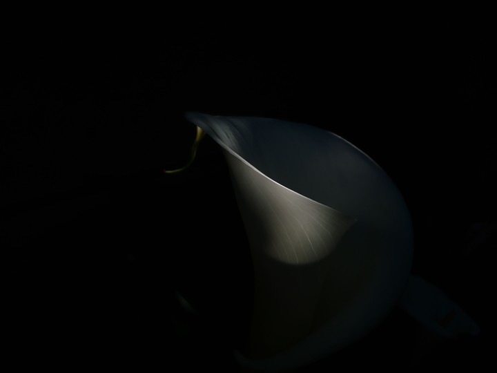Calla Lily