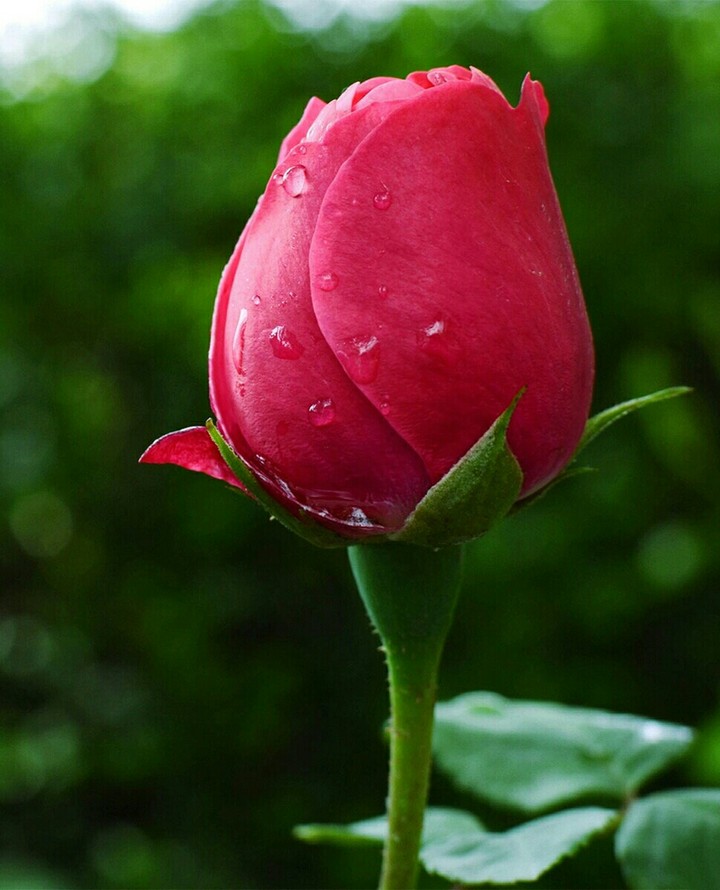 rose