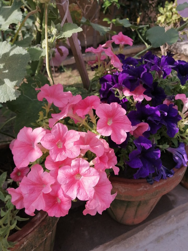 peach pink and purple