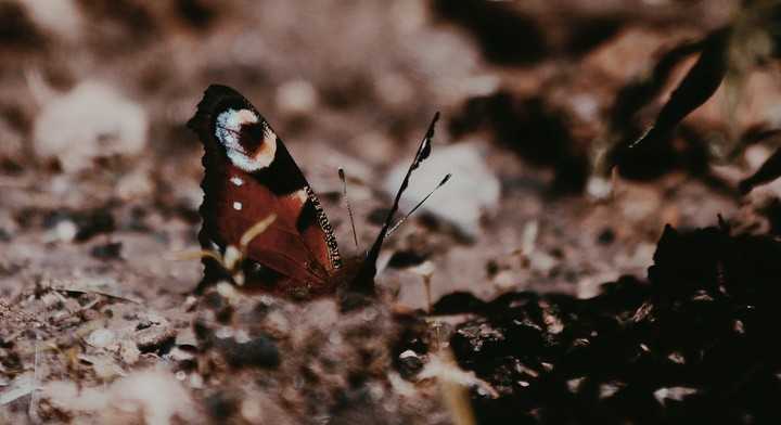 Butterfly
