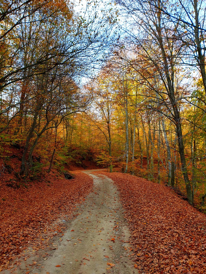forest,autumn