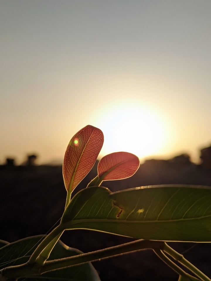 Nature