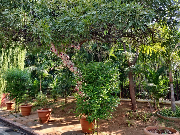 plants