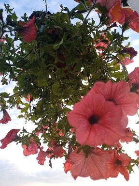Wind