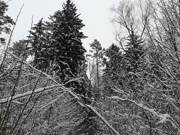 snow❄️
