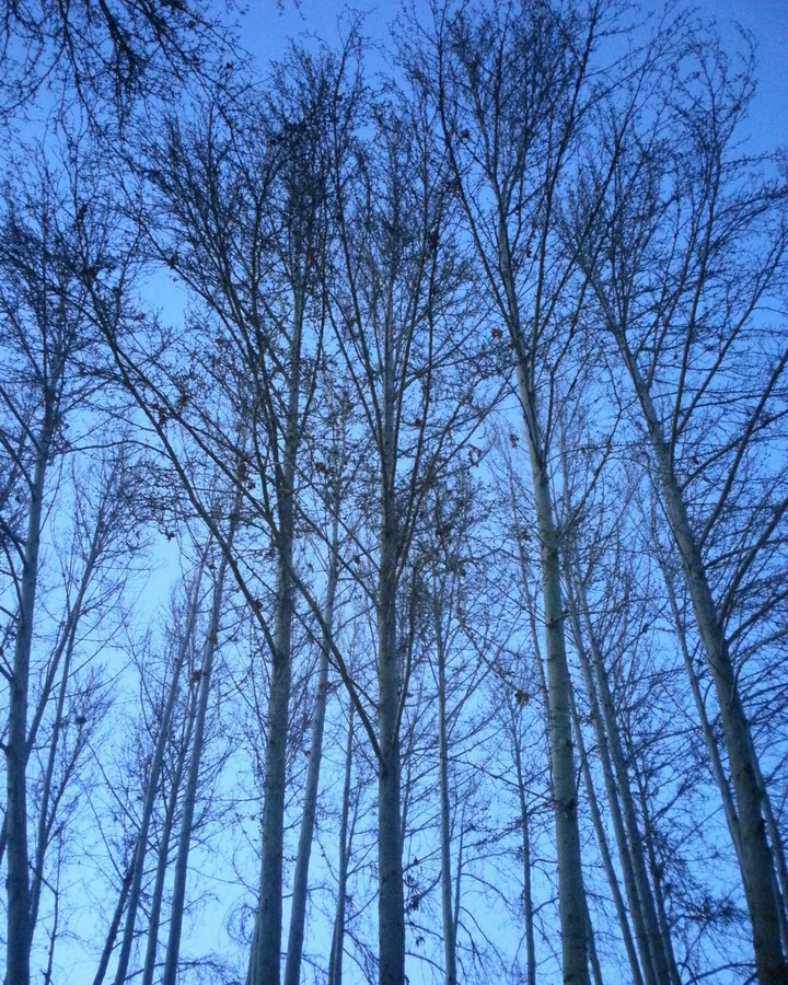 Trees of Karaj