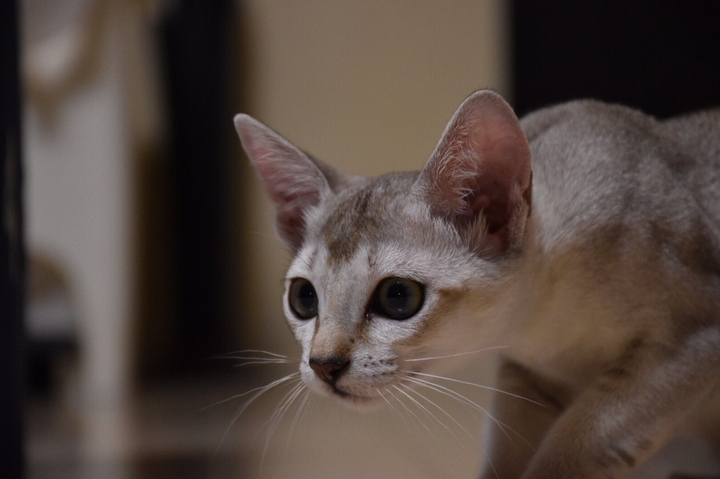 狙う猫