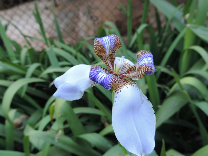 Flor
