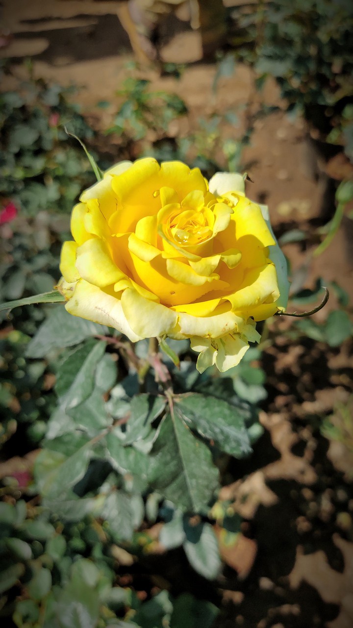 Rose ❤️