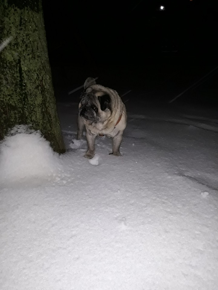 pug