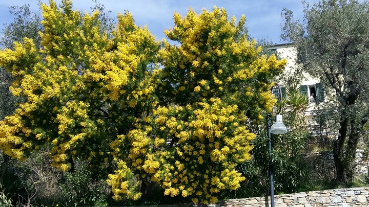 Beautiful Mimosa