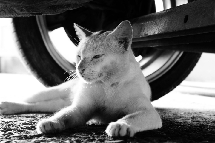 The Cat