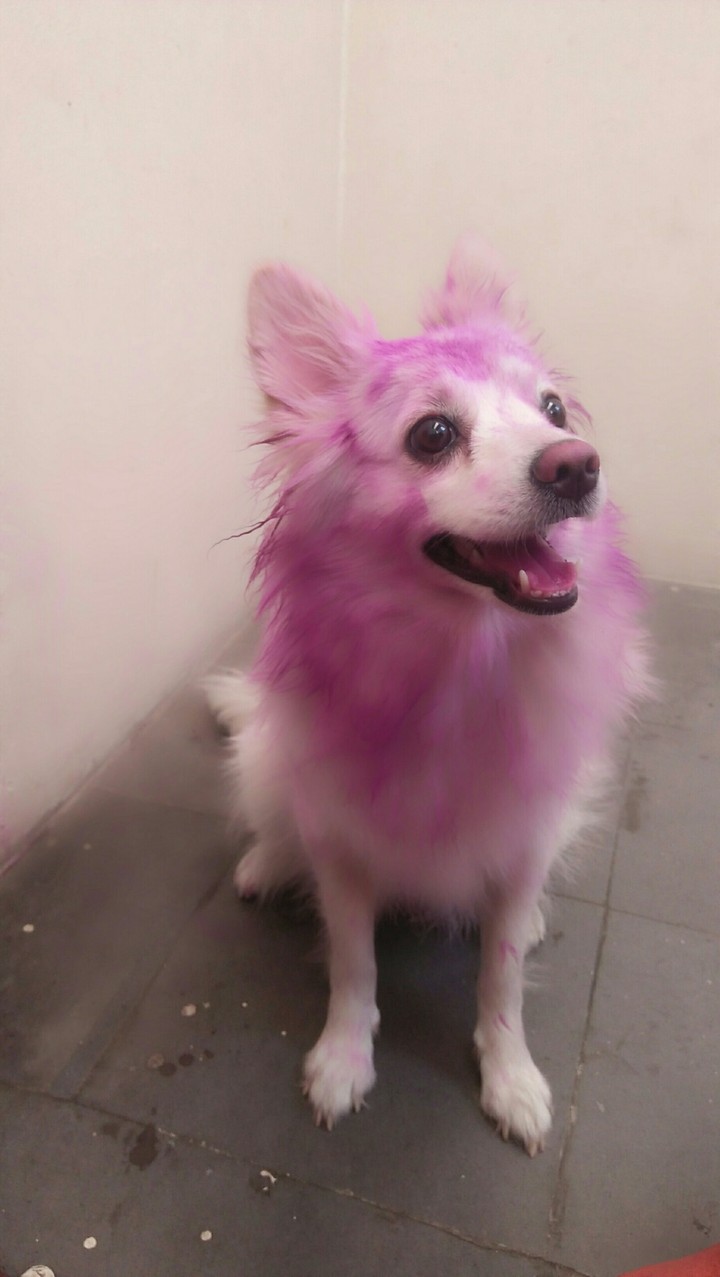 Colourful dog