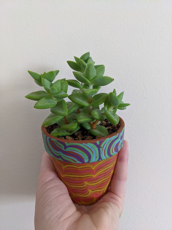 Potted Crassula