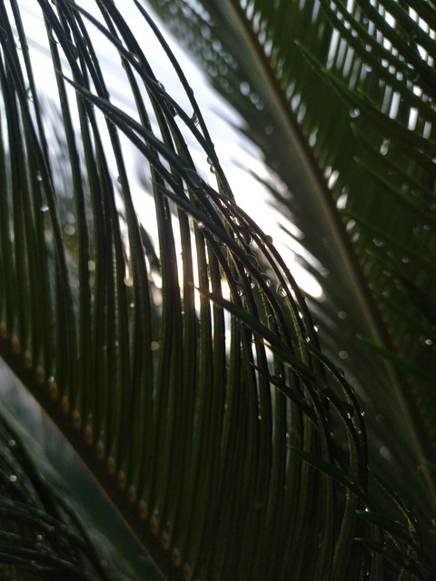 sfondi dew, shadow