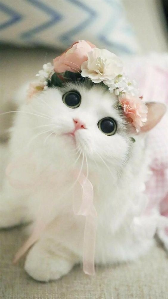 (=^･ｪ･^=)