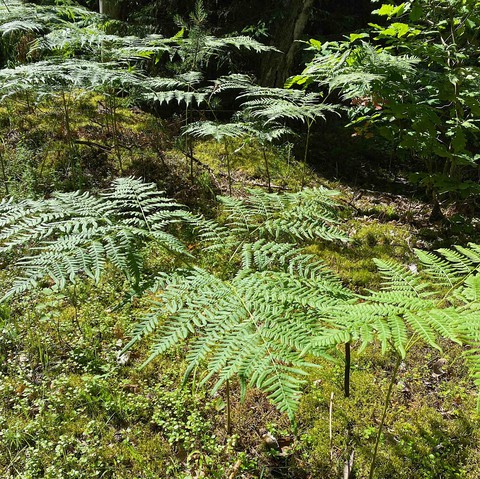 fern
