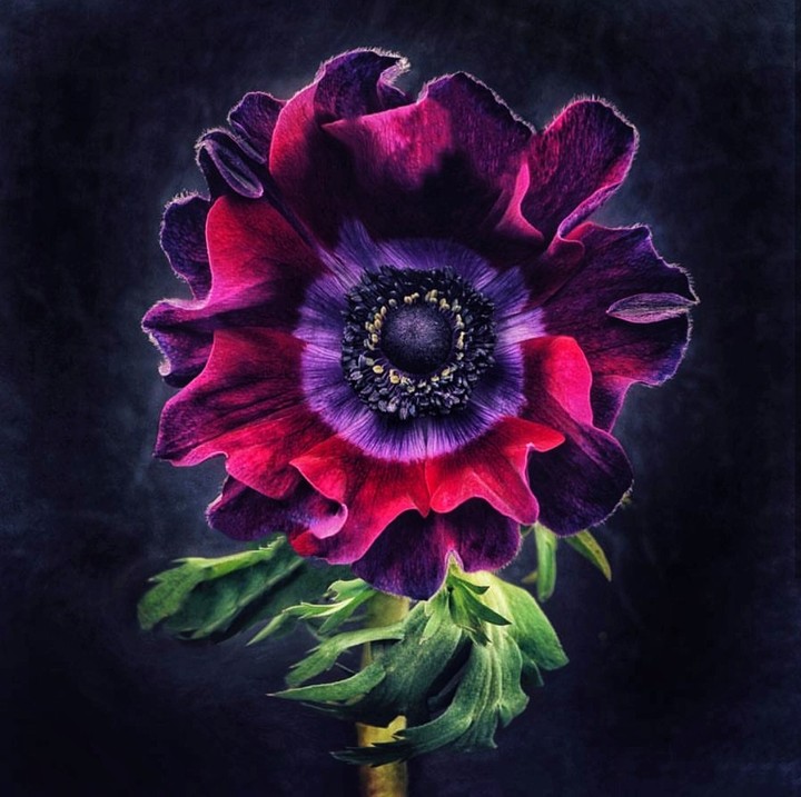 Dark