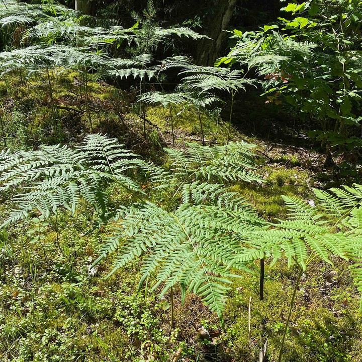 fern