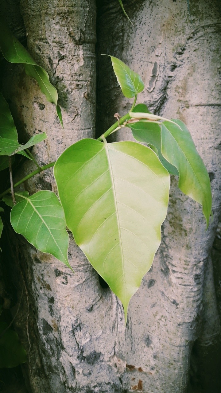 green leaf