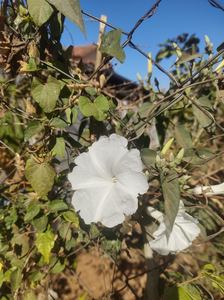 flores