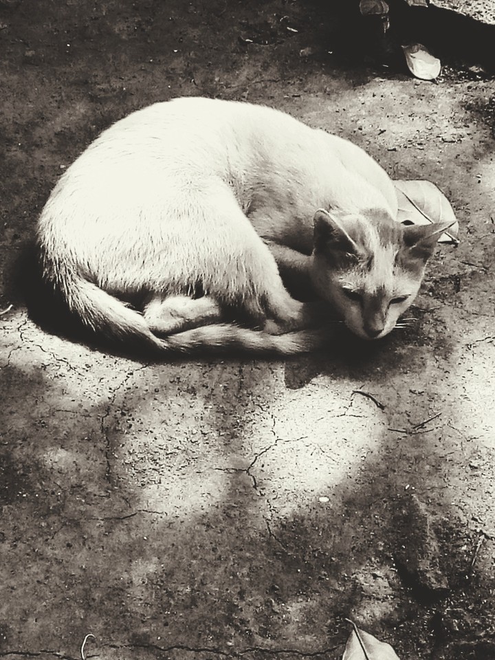 black n white